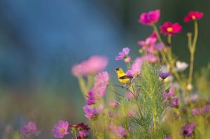 Significato del Fiore di Cosmos nella Spiritualità