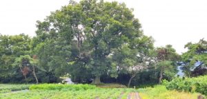 Wireless zelkova