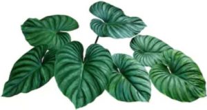 Philodendron Serpens