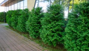 Thuja Plicata Virescens