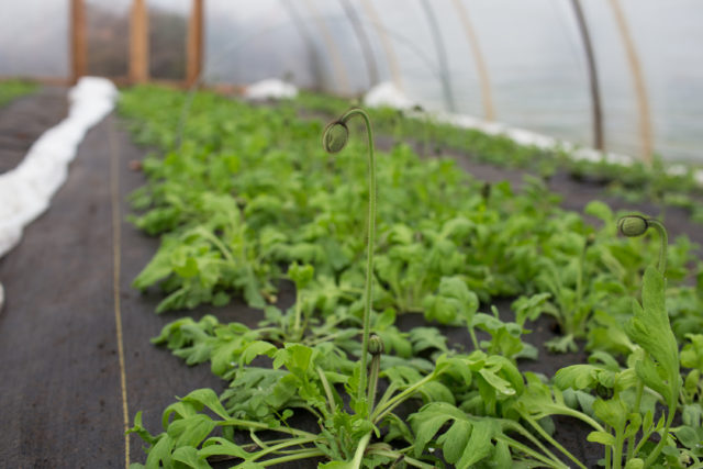 Papaveri dell'Islanda in crescita alla Floret hoophouse