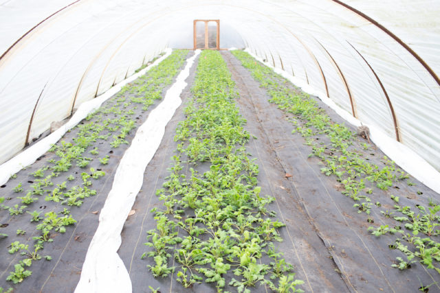 Papaveri dell'Islanda in crescita presso la Floret hoop house