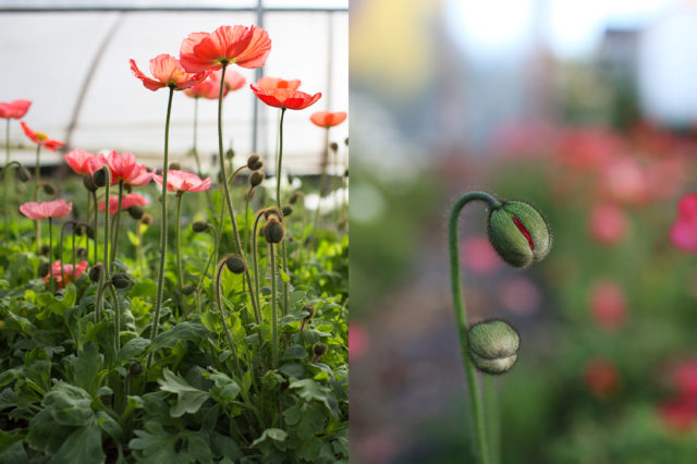 Papaveri dell'Islanda presso la Floret Flower Farm