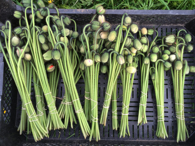 Fase di raccolta dei Papaveri dell'Islanda alla Floret Flower Farm