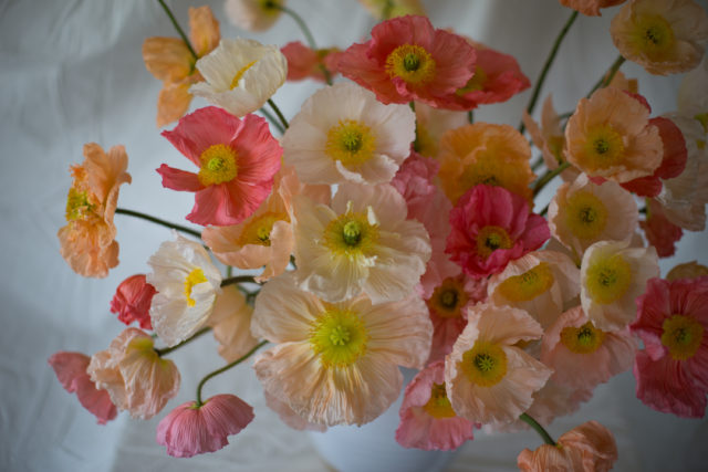 Papaveri dell'Islanda presso la Floret Flower Farm