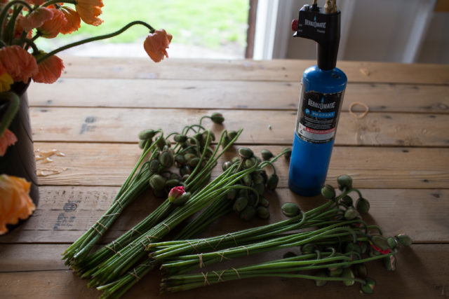 Cura post-raccolto dei Papaveri dell'Islanda alla Floret Flower Farm