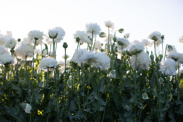 Papaveri da seme a Floret Flower Farm