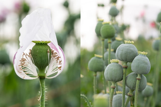 Baccelli di Papaveri da seme alla Floret Flower Farm