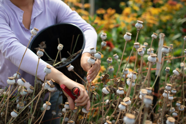 Raccolta dei baccelli di Papaveri da seme alla Floret Flower Farm