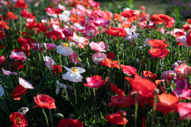 Campo di Papaveri Shirley presso la Floret Flower Farm