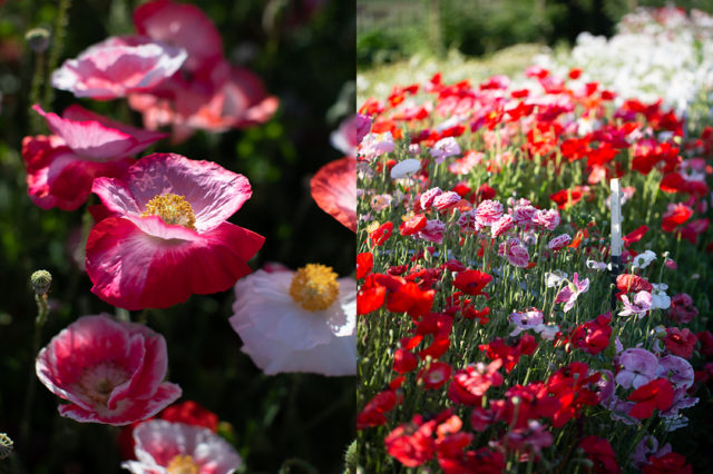 Campo di Papaveri Shirley presso la Floret Flower Farm