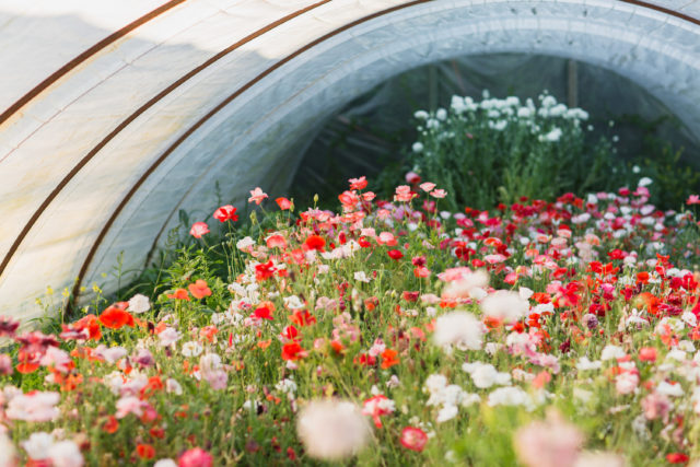 Serra piena di Papaveri Shirley presso la Floret Flower Farm