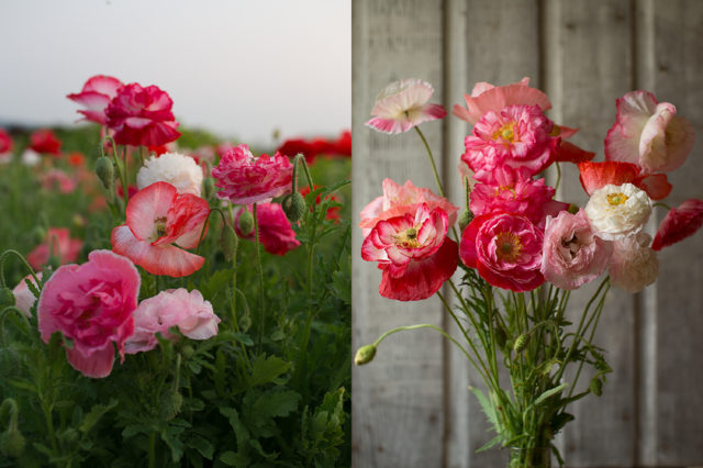 Papaveri Shirley alla Floret Flower Farm