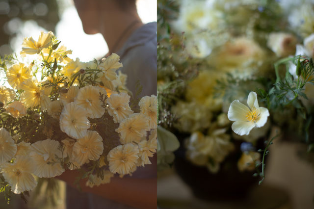 Papaveri della California alla Floret Flower Farm