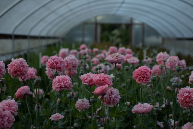 Papaveri coltivati in serra presso la Floret Flower Farm