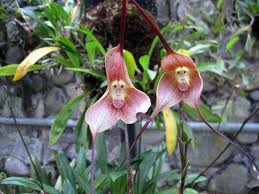 Orchidea faccia di scimmia