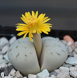 Fatti sui Lithops