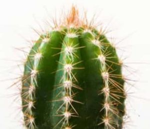 Quanto vive un cactus