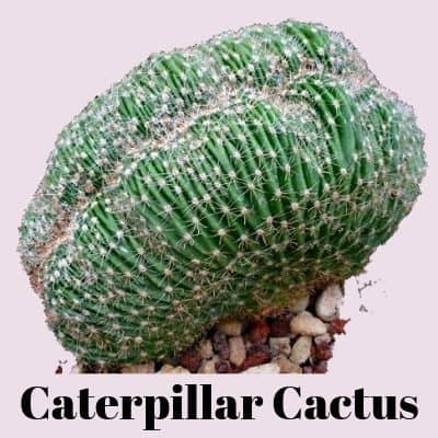 Cactus Raro