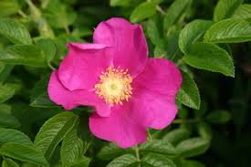 Rosa rugosa