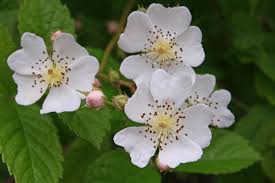 Rosa Multiflora