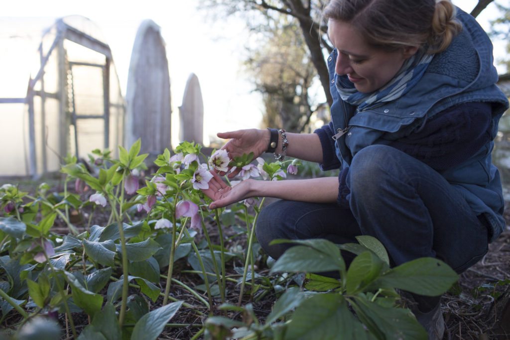 hellebore-8