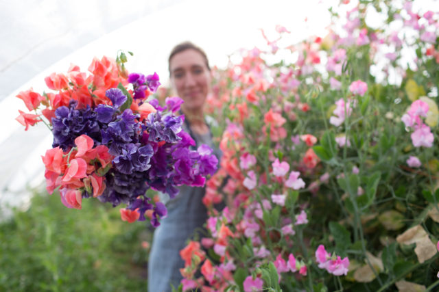 Erin Benzakein di Floret con un pugno di piselli dolci