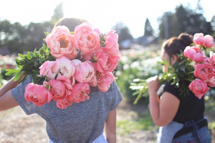 Il team di Floret raccoglie peonie a North Field Farm 