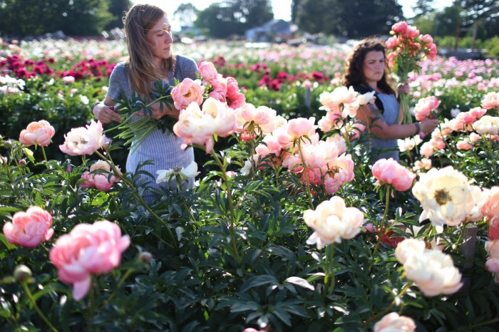 Erin e Vanessa di Floret raccolgono peonie a North Field Farm 