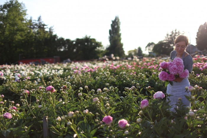 Erin di Floret raccoglie peonie a North Field Farm 