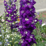 Delphinium