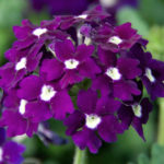 Verbena