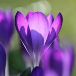 Crocus