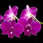 Orchidea Dendrobium