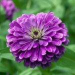 Zinnia