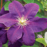 Clematis