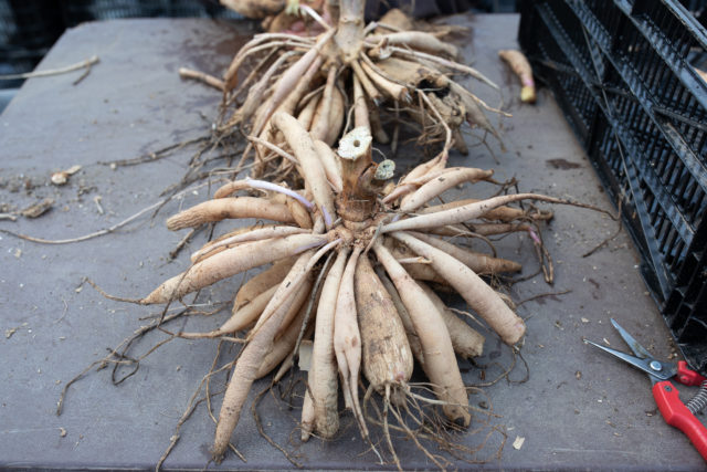 divisione dei tuberi di dalia