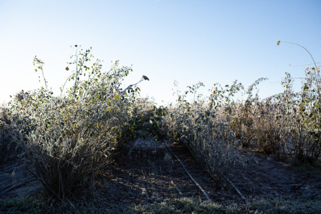 Campo in inverno presso Floret