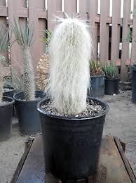 Cephalocereus Senilis