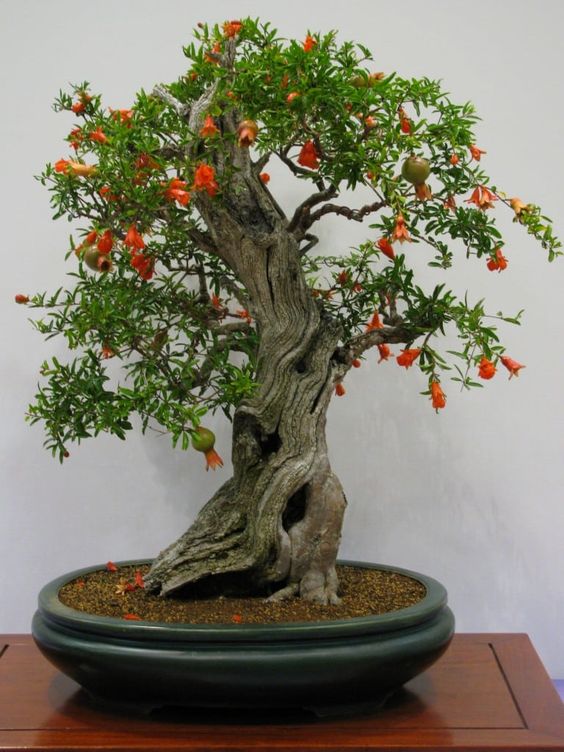 I migliori bonsai