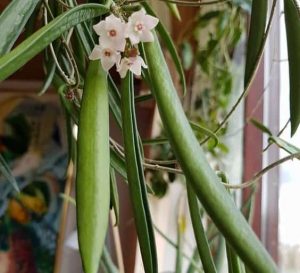 Hoya shepherdii 