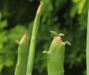 Euphorbia xylophylloides