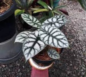 Alocasia silver dragon