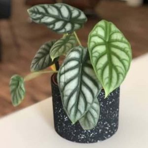 Alocasia silver dragon