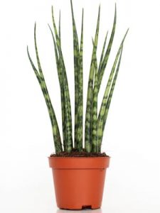 sansevieria fernwood