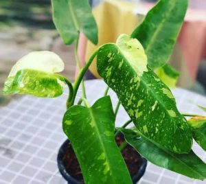 Philodendron jose buono