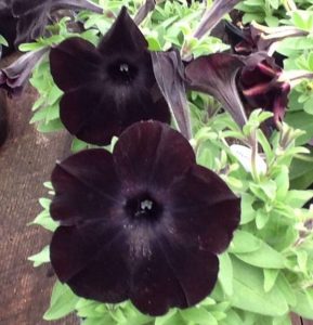 Petunia Black Magic