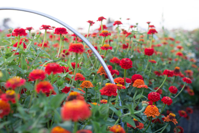 Campo di zinnie alla Floret Flower Farm