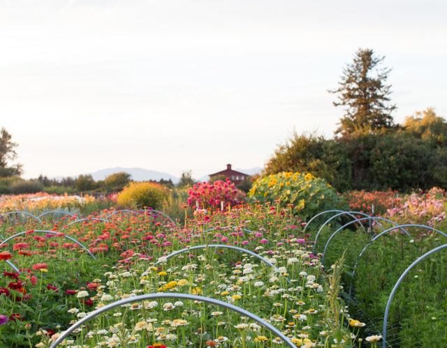 Campo di zinnie alla Floret Flower Farm