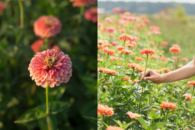 Campo di zinnie alla Floret Flower Farm